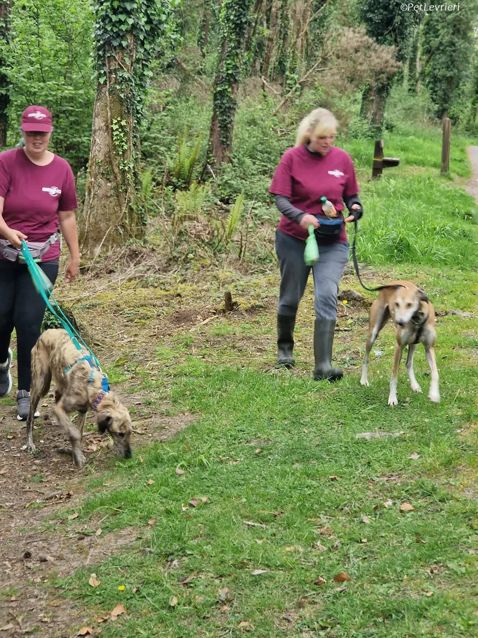 Ovaltine adozione levrieri greyhound 6