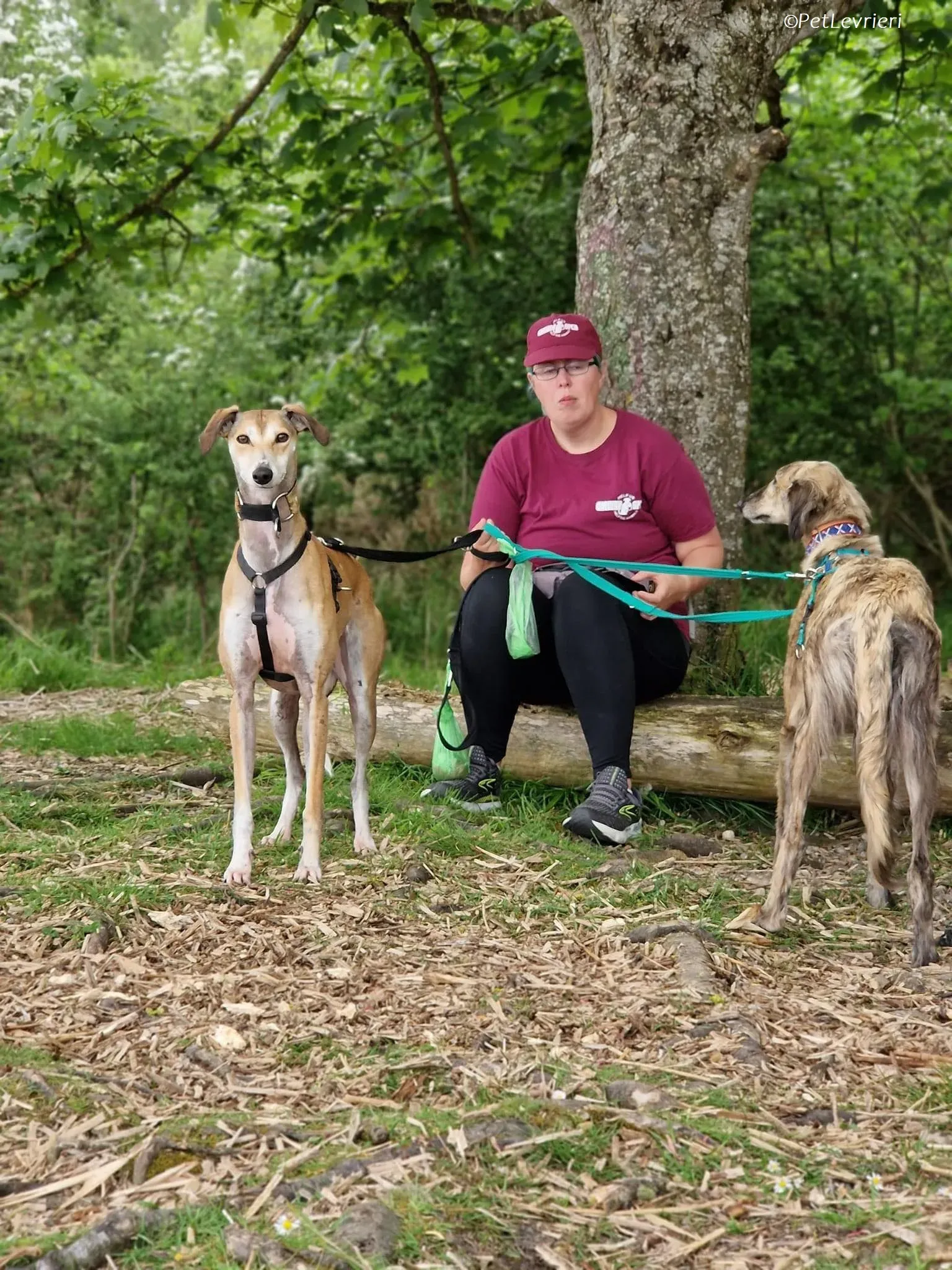 Ovaltine adozione levrieri greyhound 7