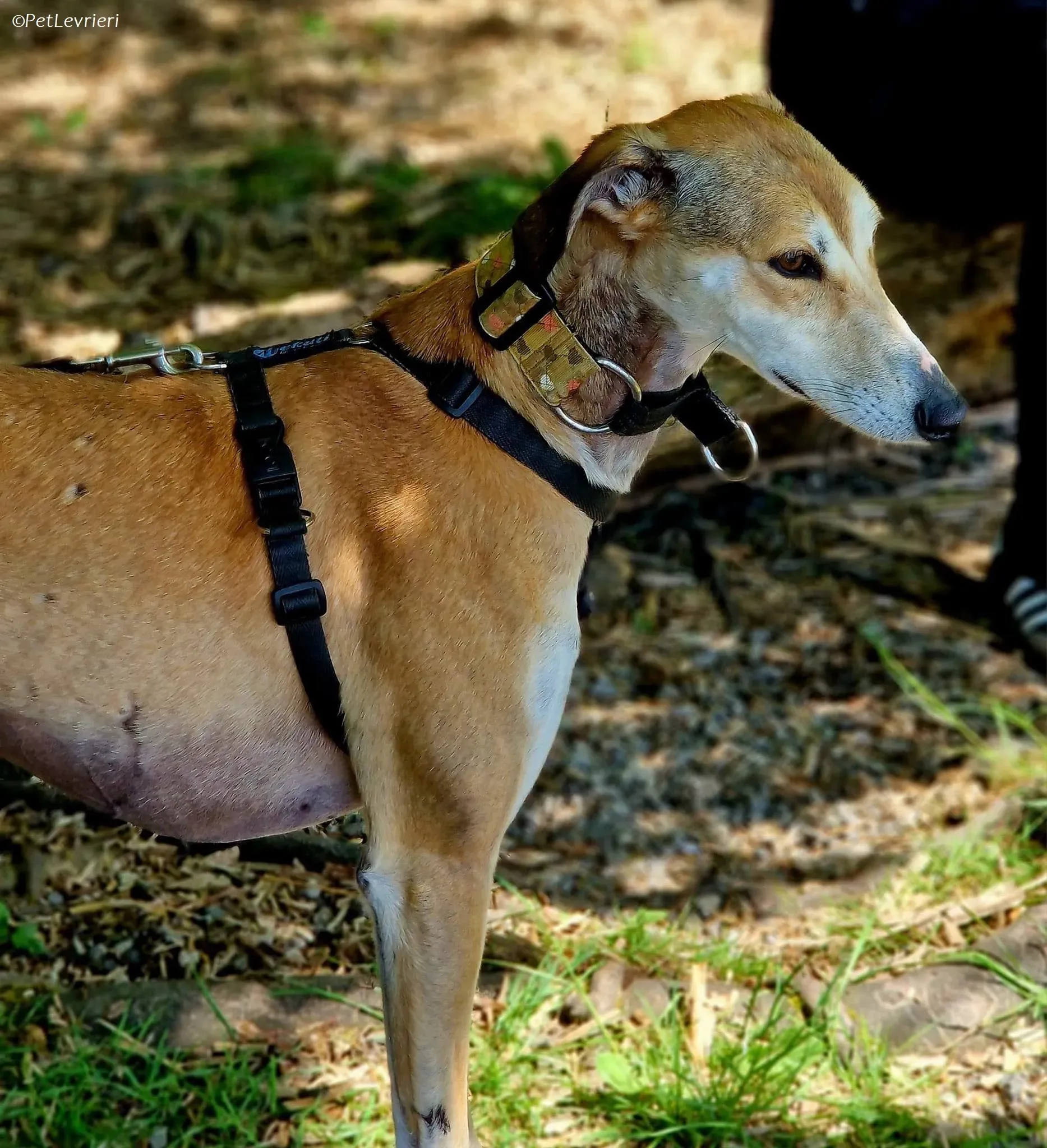 Ovaltine adozione levrieri greyhound 8