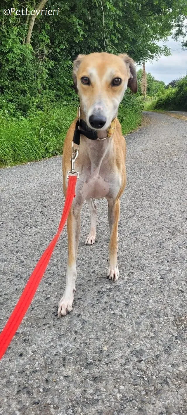 Ovaltine adozione levrieri greyhound 9