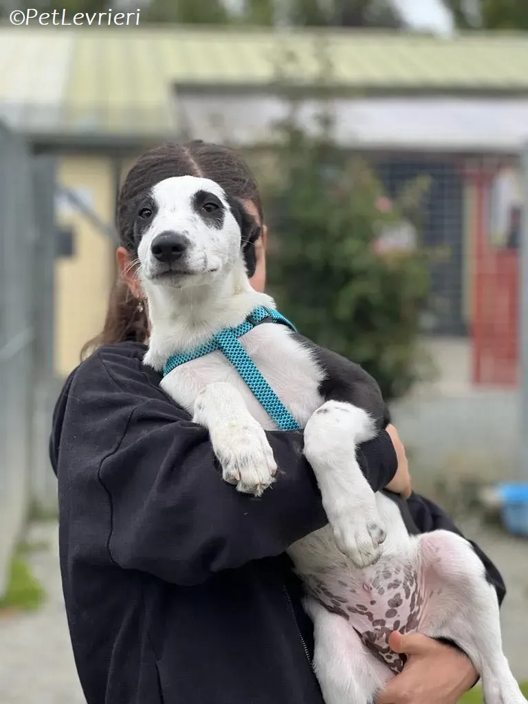 Ozzie adozione levrieri greyhound 1