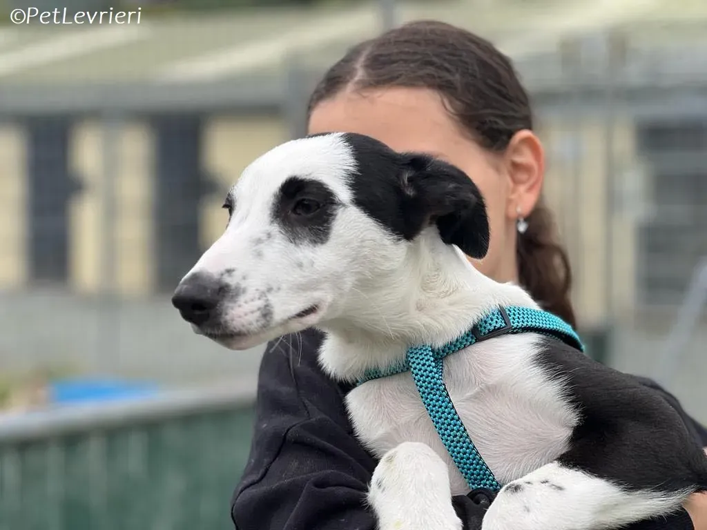 Ozzie adozione levrieri greyhound 2