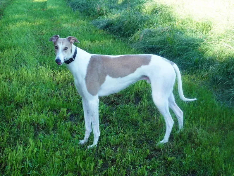 P1070022 ridimensionare