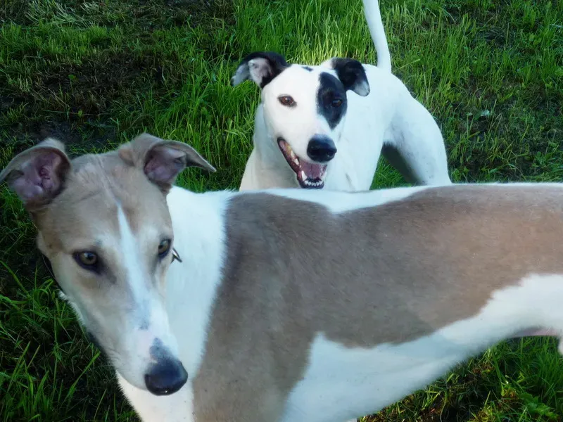 P1070023 ridimensionare