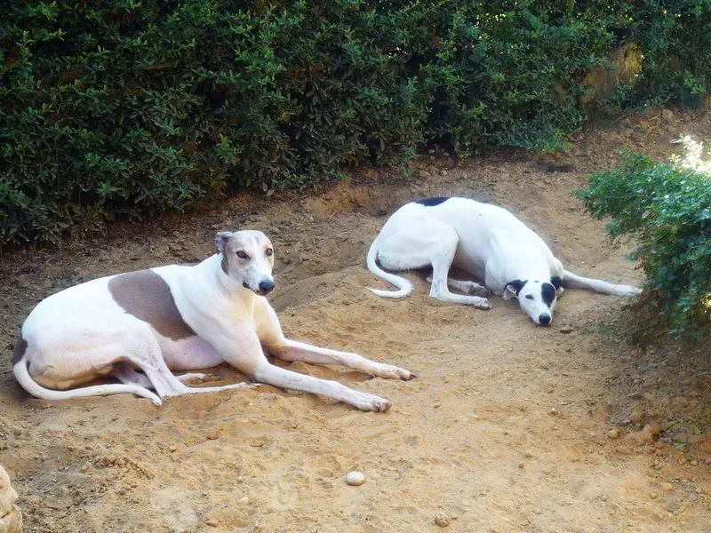 P1070037 ridimensionare