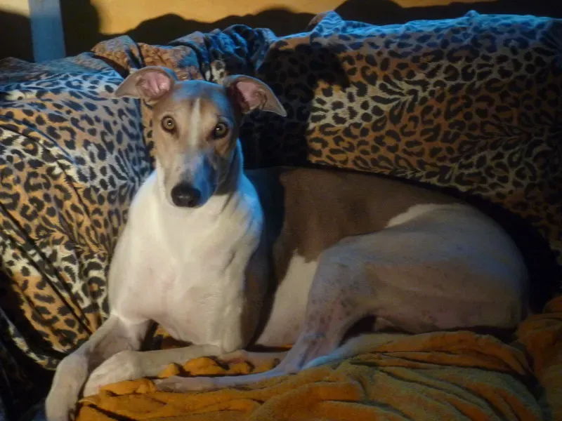 P1070099 ridimensionare