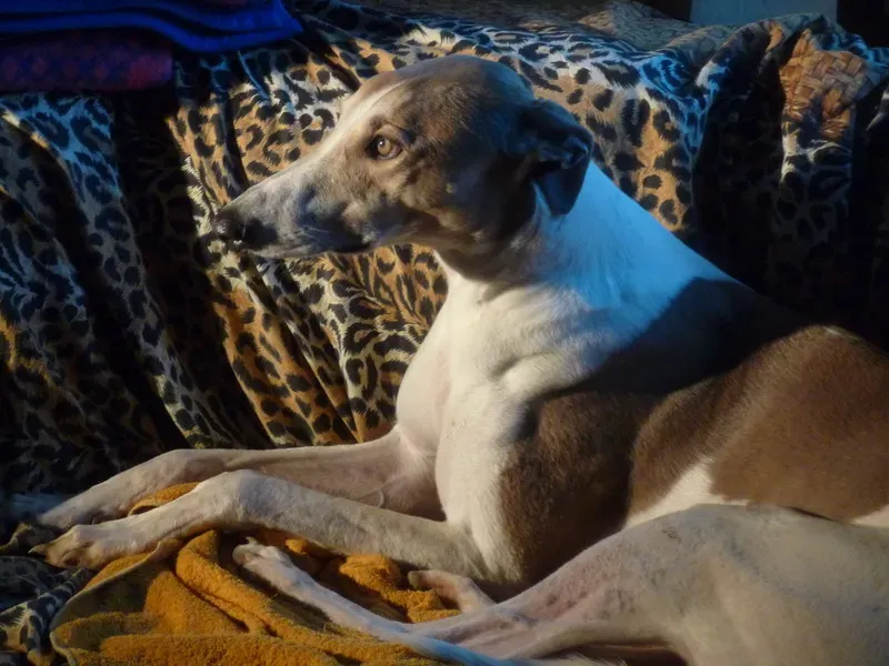 P1070103 ridimensionare