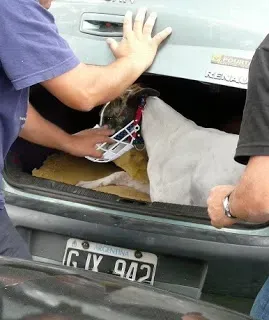 P1130040 small cropped