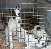 P1130041 small cropped