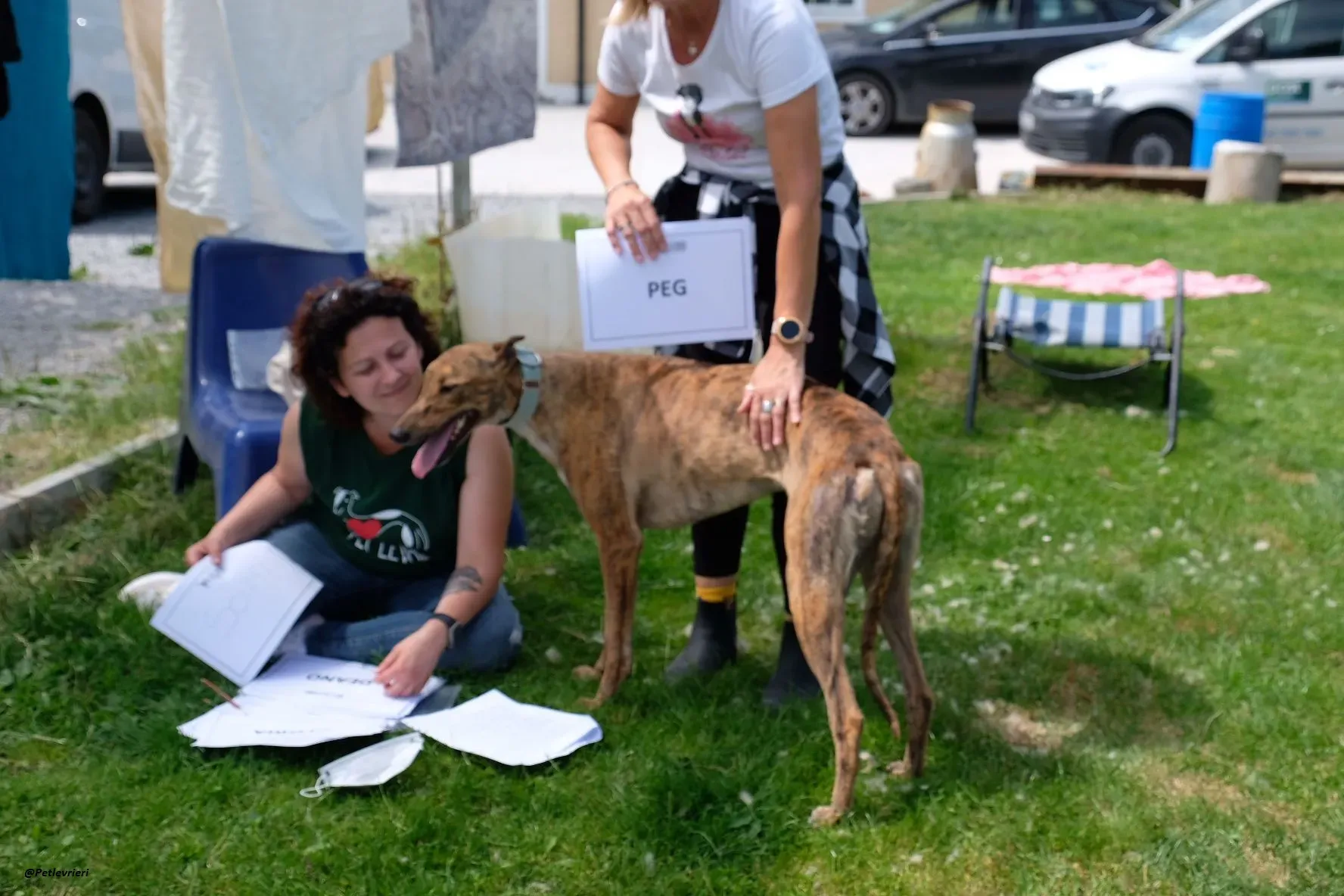 PEG GREYHOUND ADOZIONELEVRIERI 1