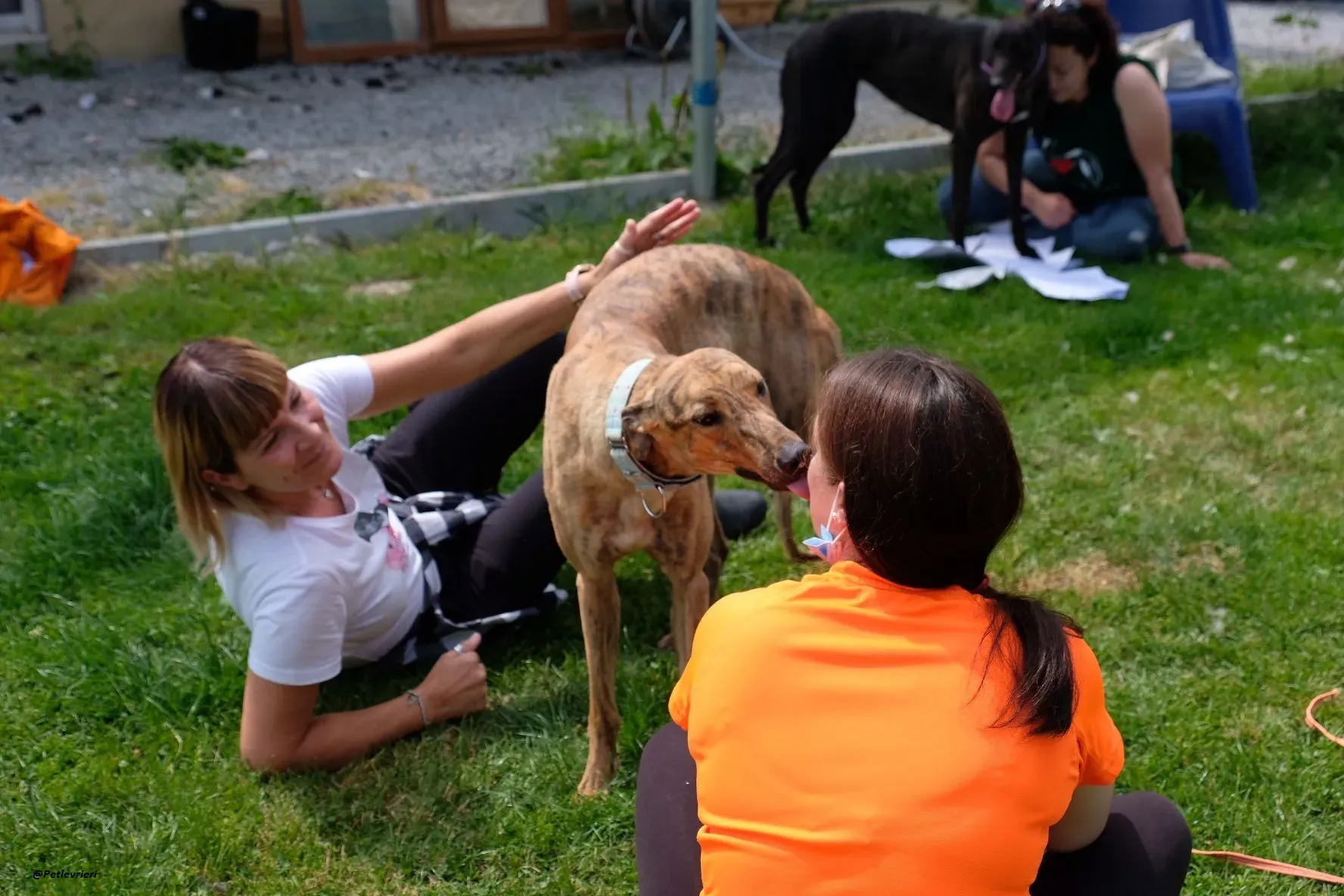 PEG GREYHOUND ADOZIONELEVRIERI 10