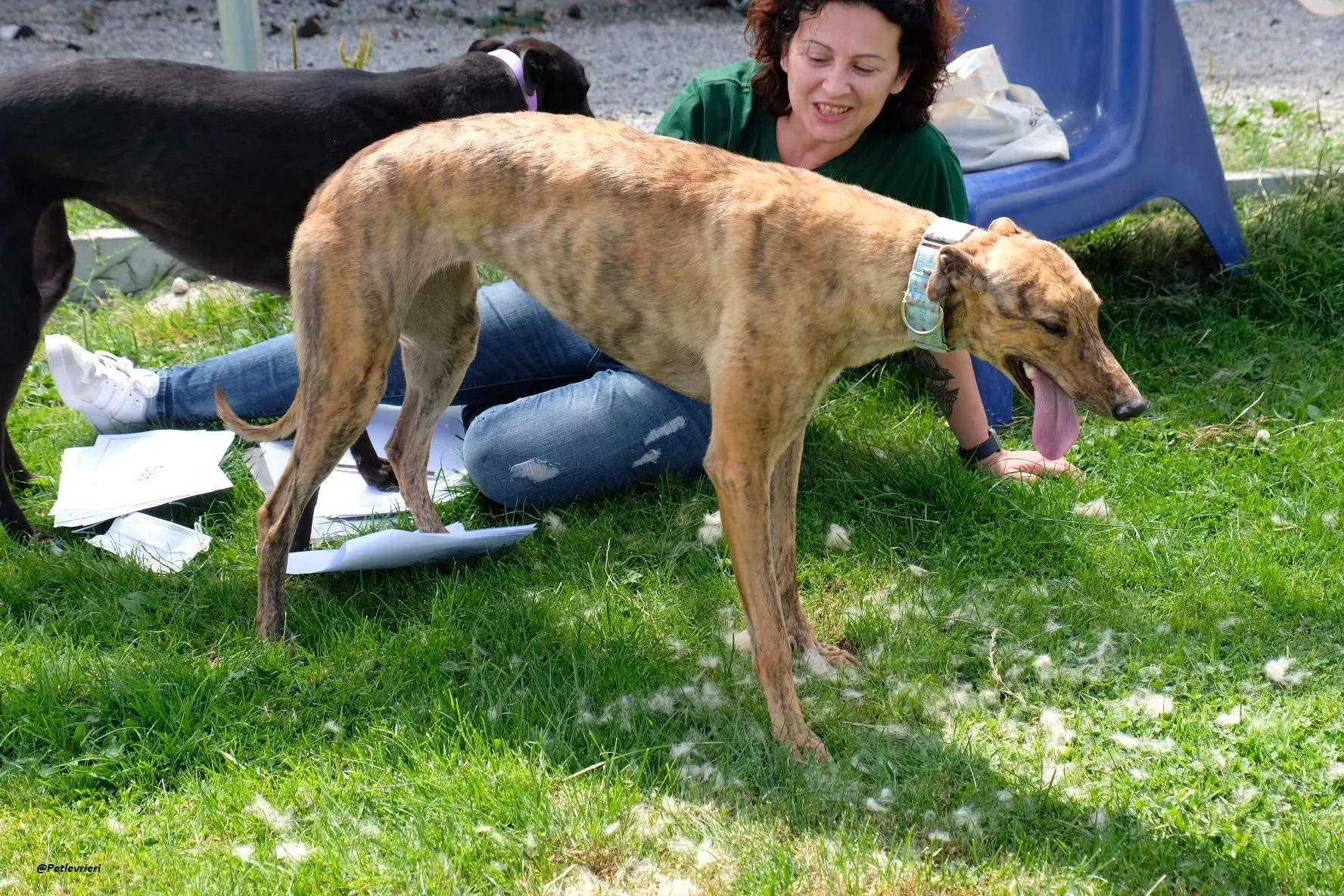 PEG GREYHOUND ADOZIONELEVRIERI 11