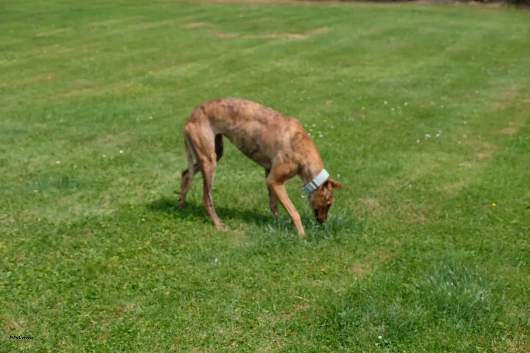 PEG GREYHOUND ADOZIONELEVRIERI 2