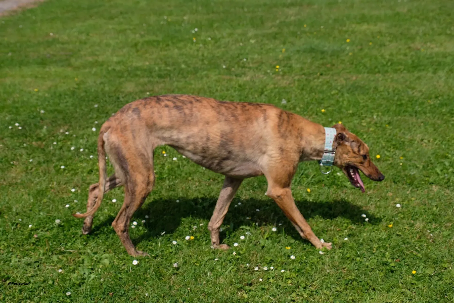 PEG GREYHOUND ADOZIONELEVRIERI 3