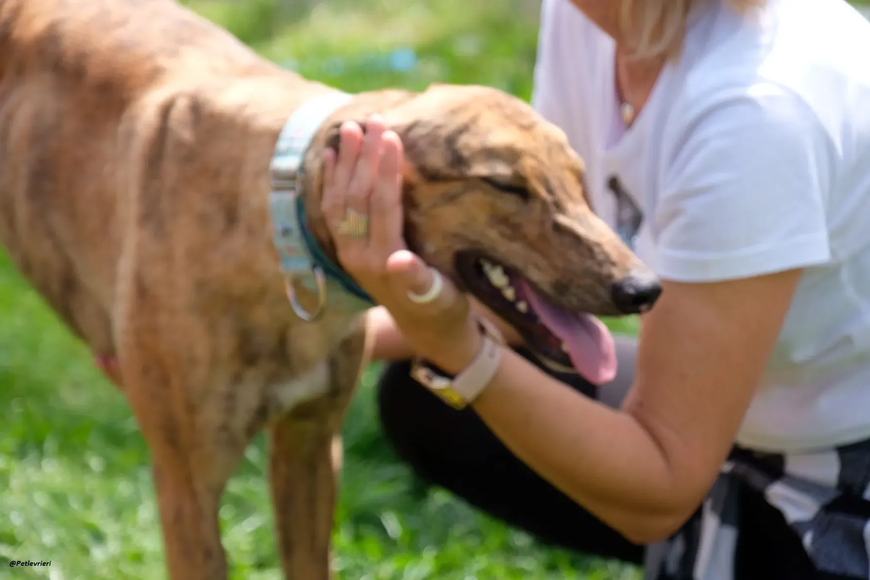 PEG GREYHOUND ADOZIONELEVRIERI 4