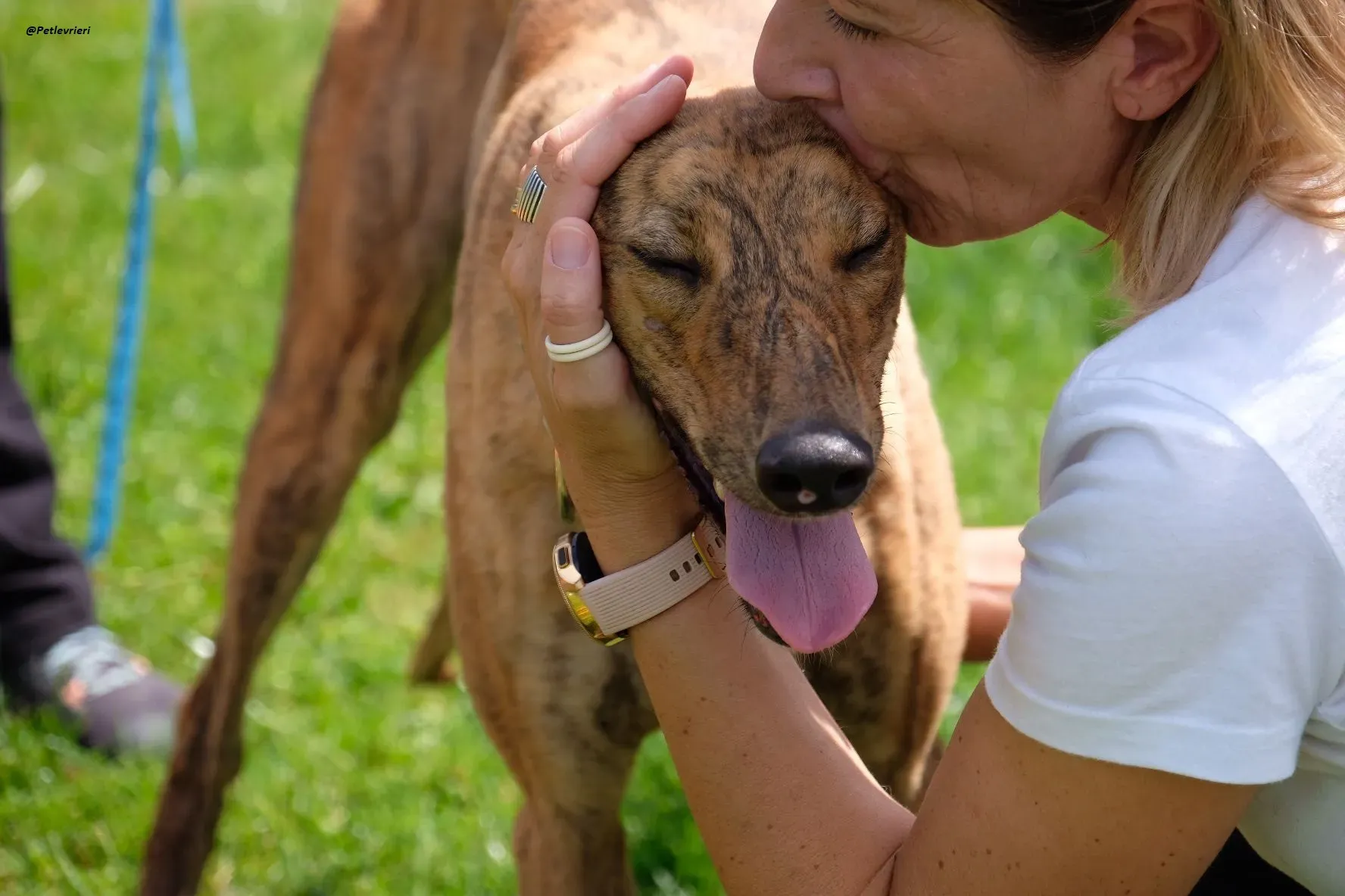 PEG GREYHOUND ADOZIONELEVRIERI 5