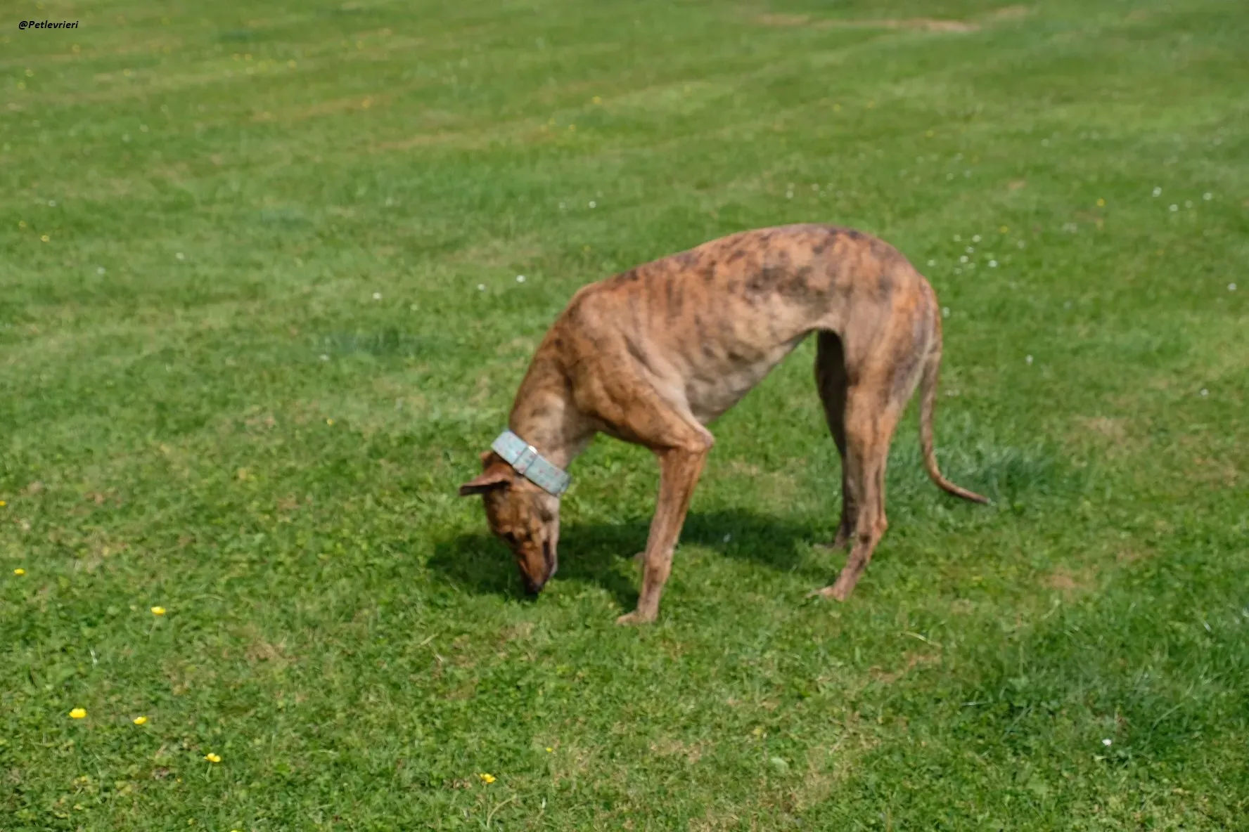 PEG GREYHOUND ADOZIONELEVRIERI 6