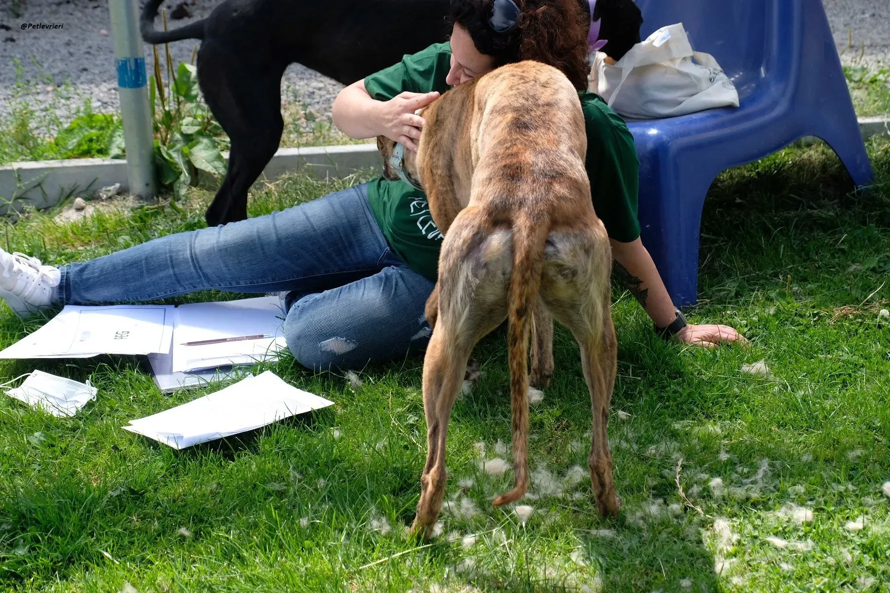 PEG GREYHOUND ADOZIONELEVRIERI 7