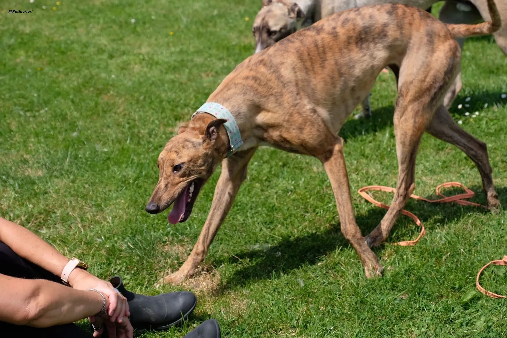 PEG GREYHOUND ADOZIONELEVRIERI 8