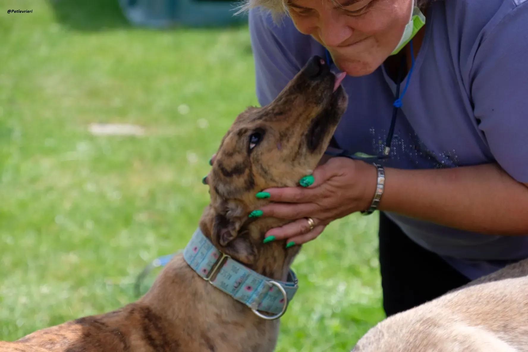 PEG GREYHOUND ADOZIONELEVRIERI 9