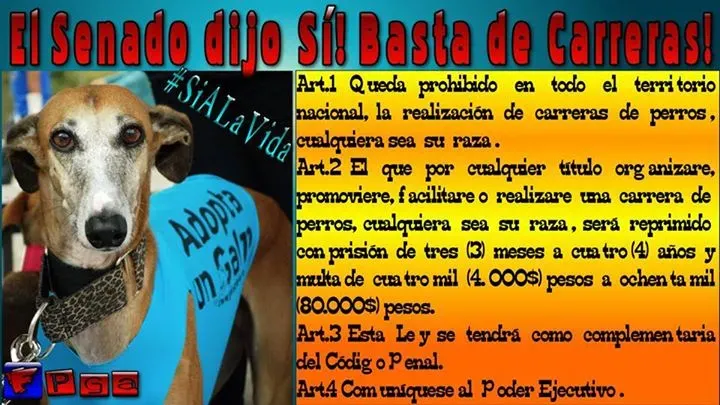 PROYECTO GALGOS