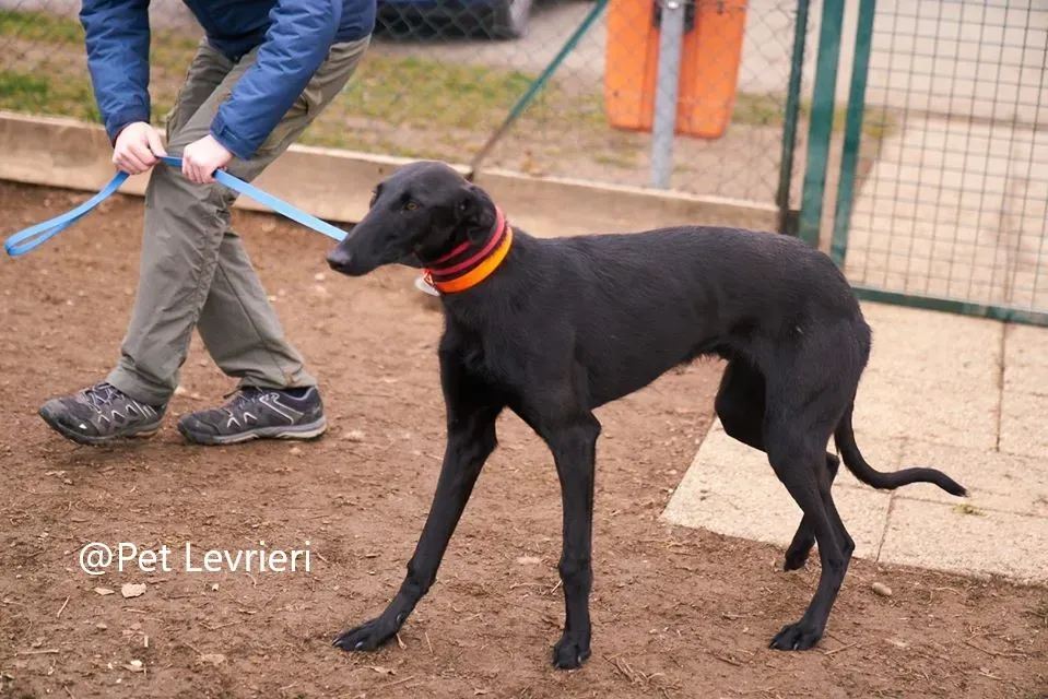 Pablo Pet Levrieri adozione levrieri galgo 10