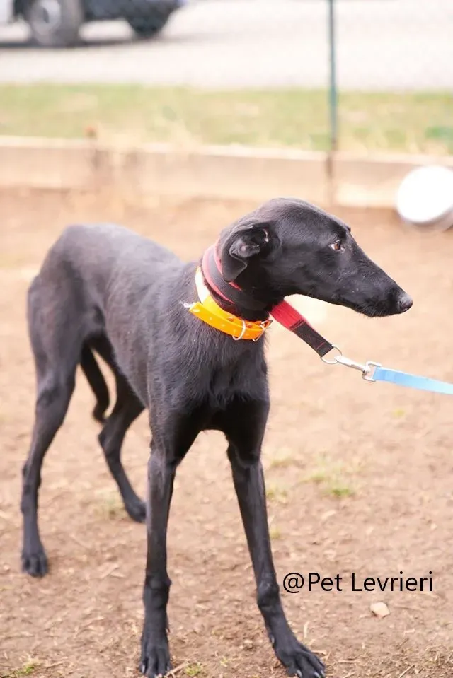 Pablo Pet Levrieri adozione levrieri galgo 15
