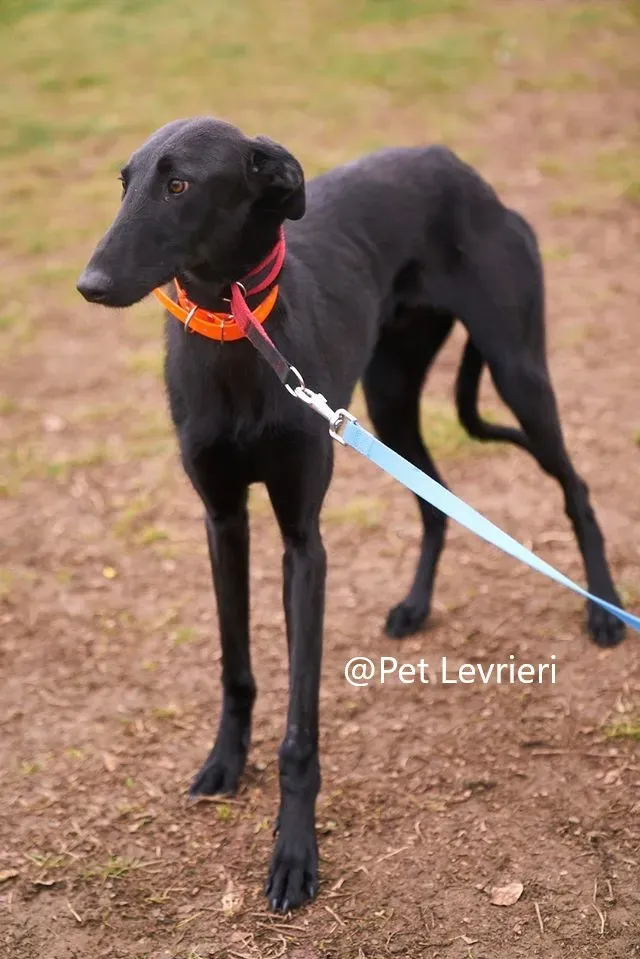 Pablo Pet Levrieri adozione levrieri galgo 16