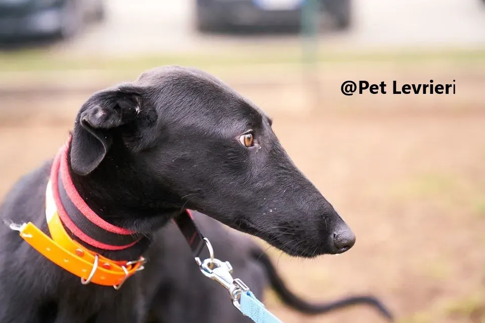 Pablo Pet Levrieri adozione levrieri galgo 21