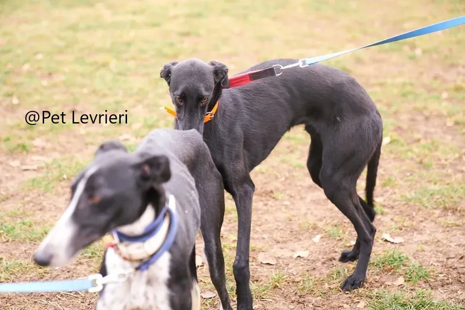 Pablo Petl evrieri adozione levrieri galgo 17