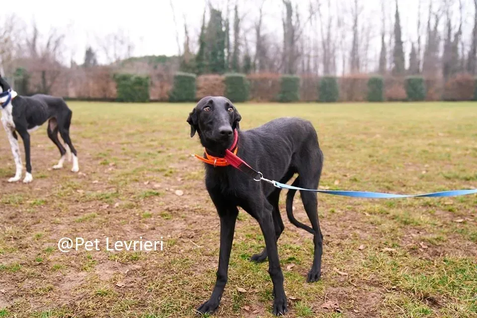 Pablo Petl evrieri adozione levrieri galgo 18