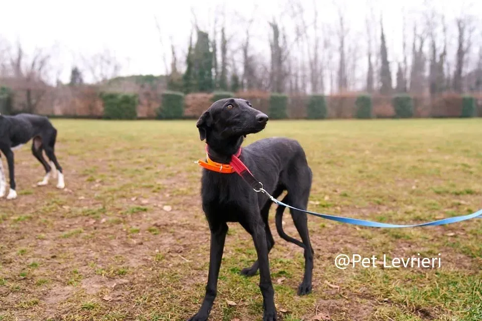 Pablo Petl evrieri adozione levrieri galgo 19