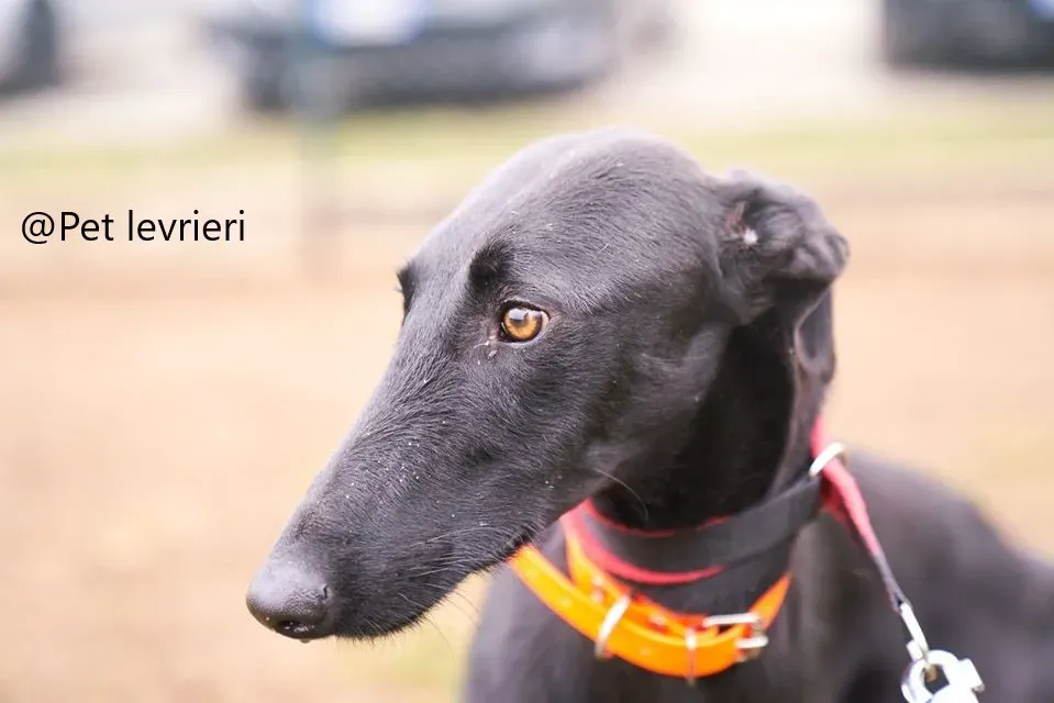 Pablo Petl evrieri adozione levrieri galgo 22