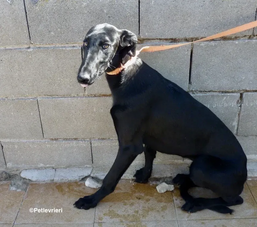 Pablo adozione levrieri galgo 01