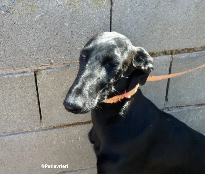 Pablo adozione levrieri galgo 02