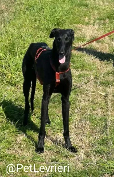 Pablo adozione levrieri galgo 30 1