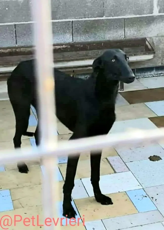 Pablo adozione levrieri galgo 30