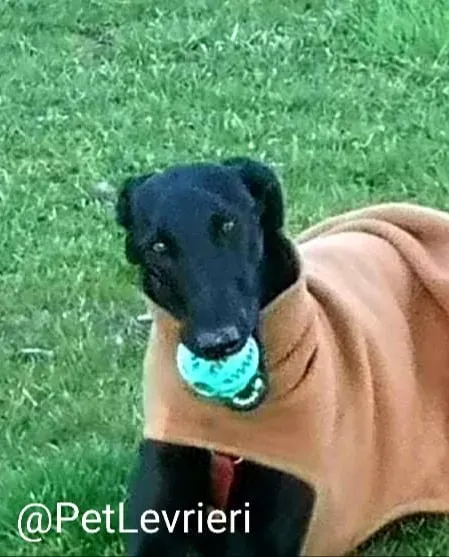 Pablo adozione levrieri galgo 31 1