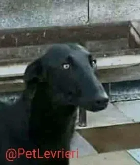 Pablo adozione levrieri galgo 31