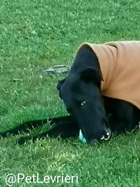 Pablo adozione levrieri galgo 32