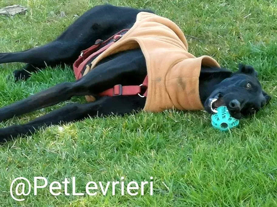 Pablo adozione levrieri galgo 33