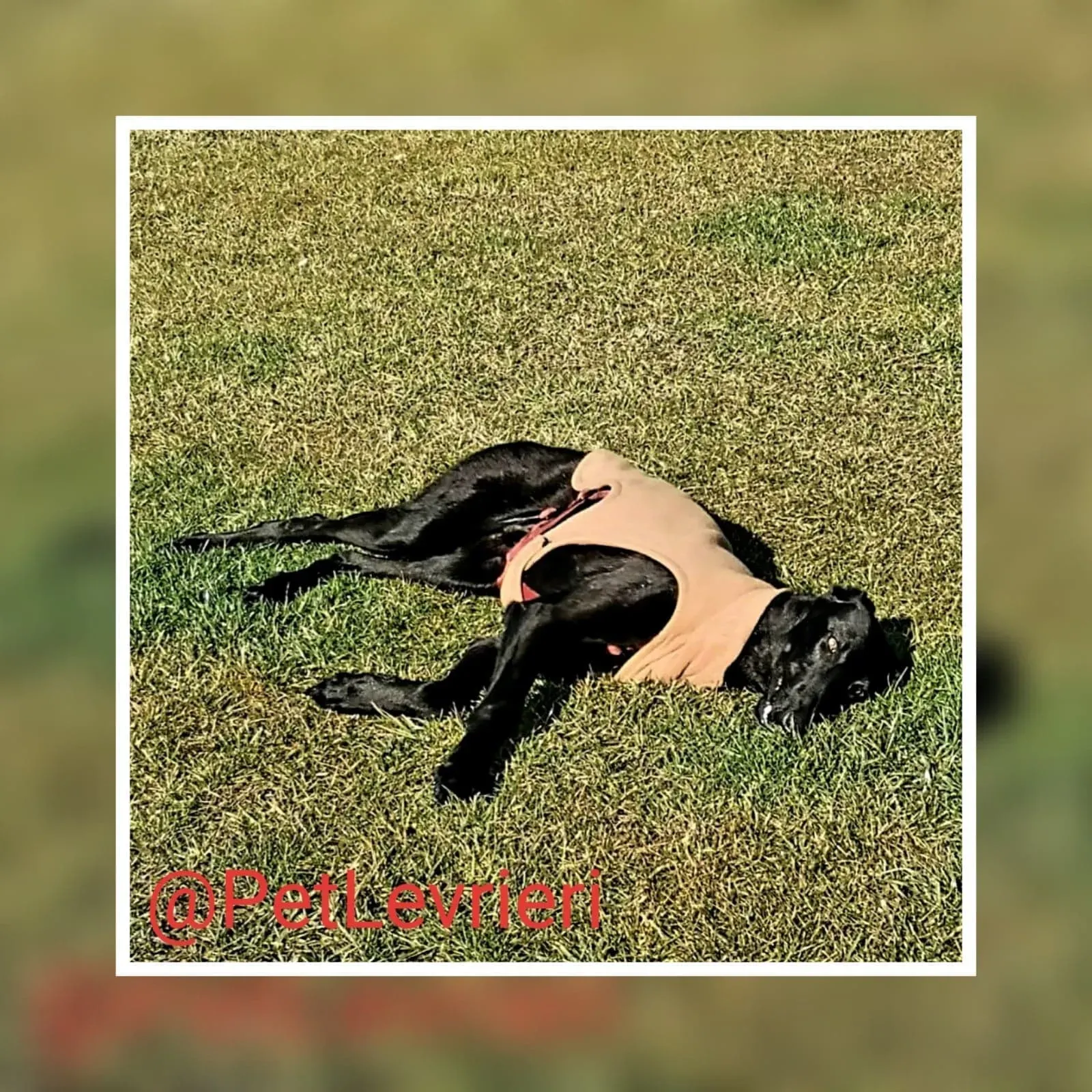 Pablo adozione levrieri galgo 36