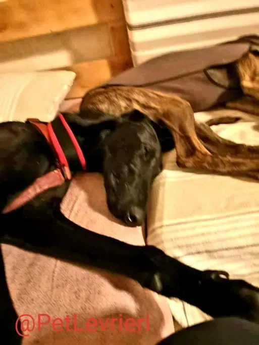 Pablo adozione levrieri galgo 40