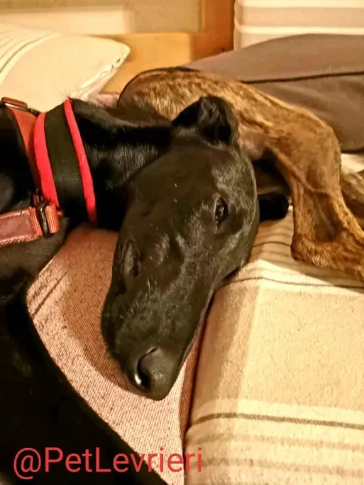 Pablo adozione levrieri galgo 41