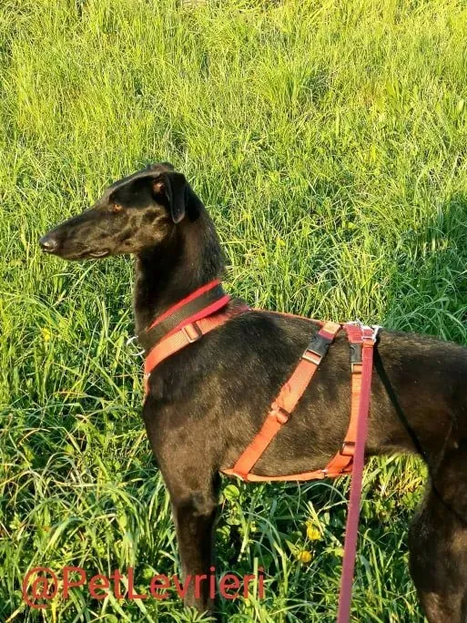 Pablo adozione levrieri galgo 42