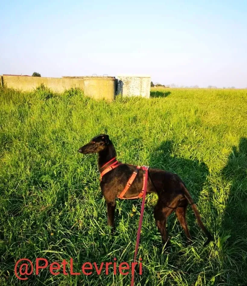 Pablo adozione levrieri galgo 43