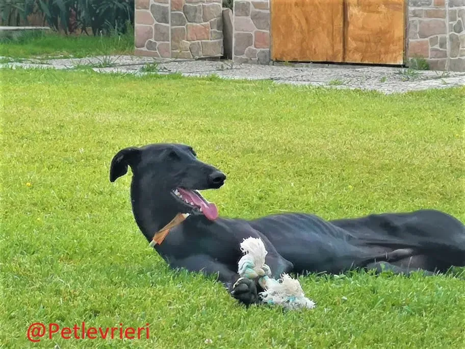 Pablo adozione levrieri galgo 50 1