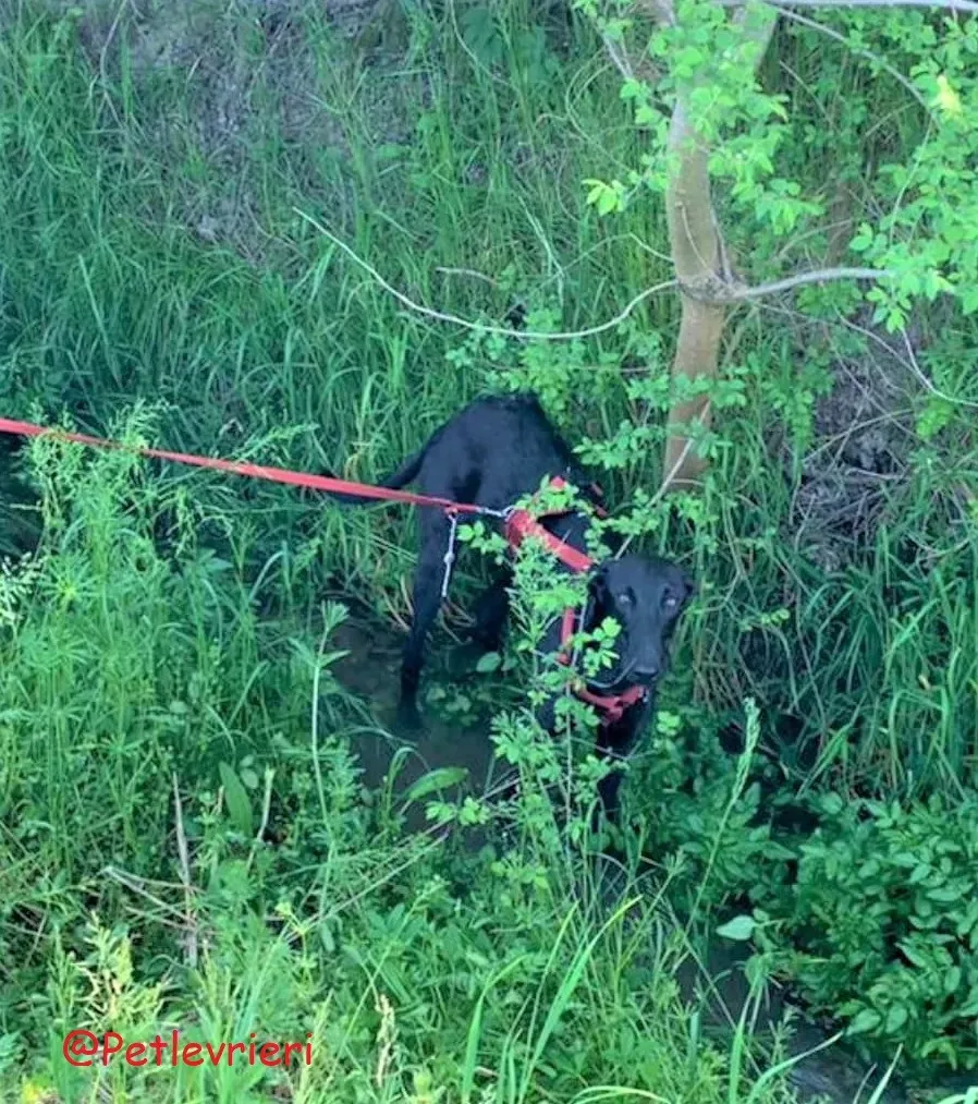 Pablo adozione levrieri galgo 50