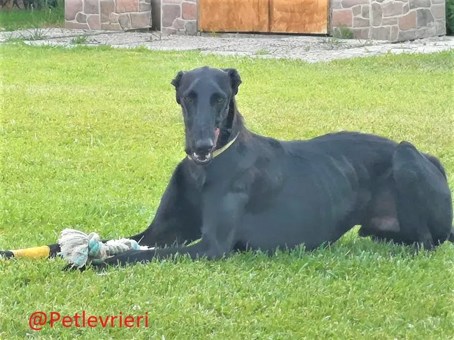 Pablo adozione levrieri galgo 51 1