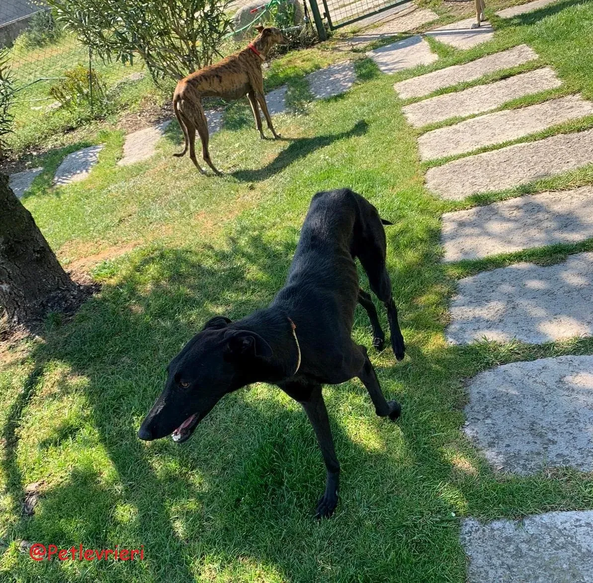 Pablo adozione levrieri galgo 51